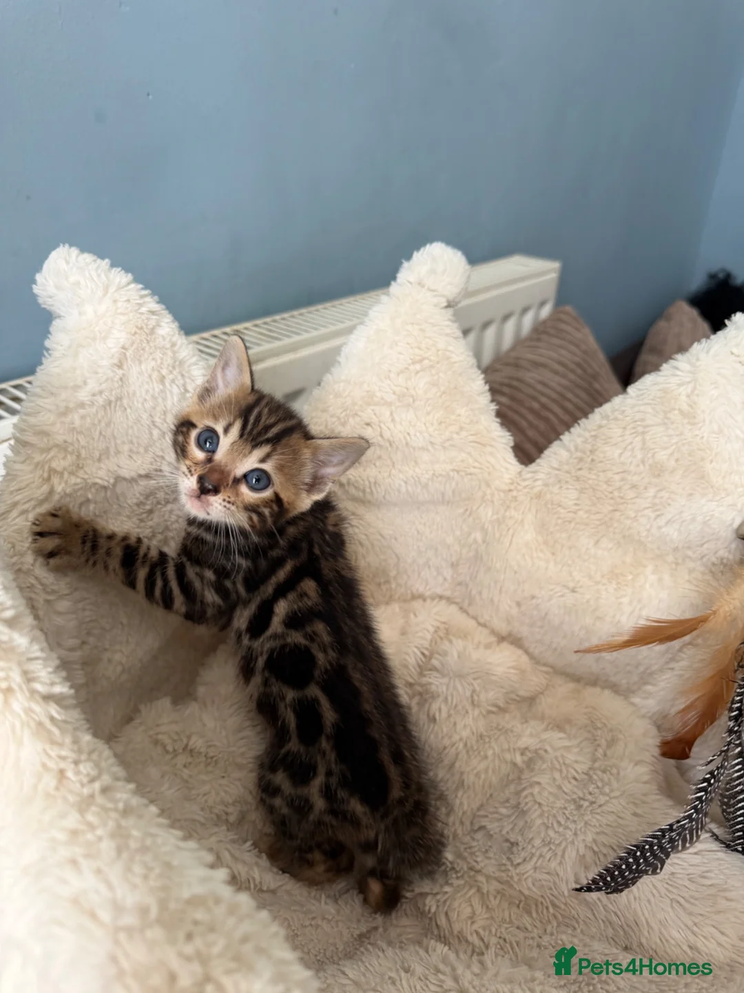 Bengal cats for sale: Pedigree Bengal kittens available. - Advert 1