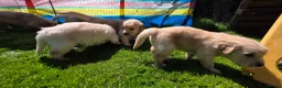 Golden Retriever dogs for sale:  kc registered Golden retriever pappys cornwall  in Saint Ives - Advert 9