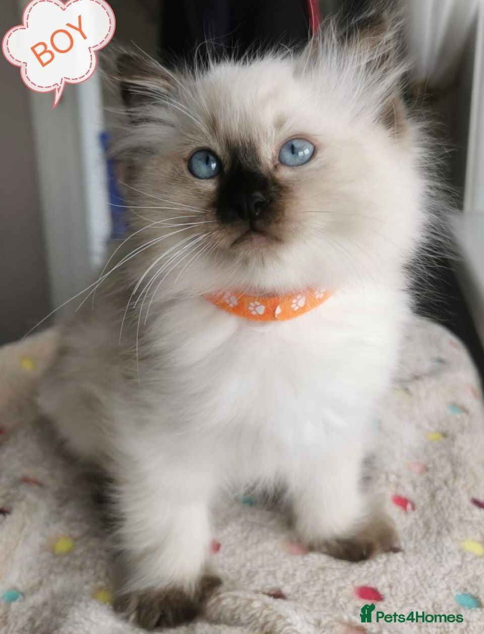 Ragdoll cats Ragdoll  - Advert 3