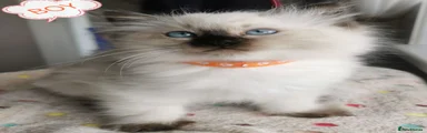 Ragdoll 1