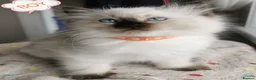 Ragdoll cats for sale: Ragdoll  - Advert 3