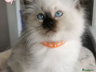 Ragdoll cats Ragdoll - Advert 3