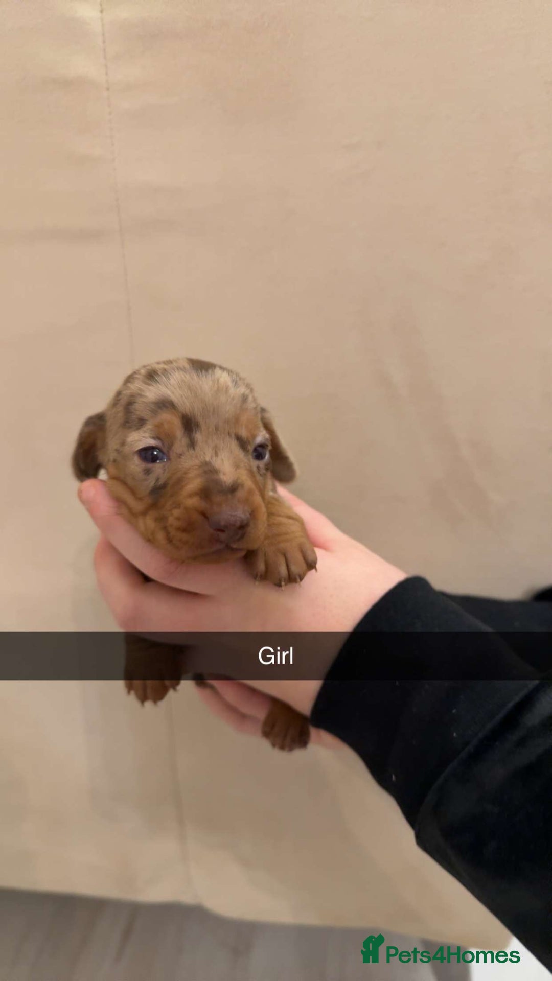 Miniature Dachshund dogs for sale: Miniature dachshund puppies - Advert 7