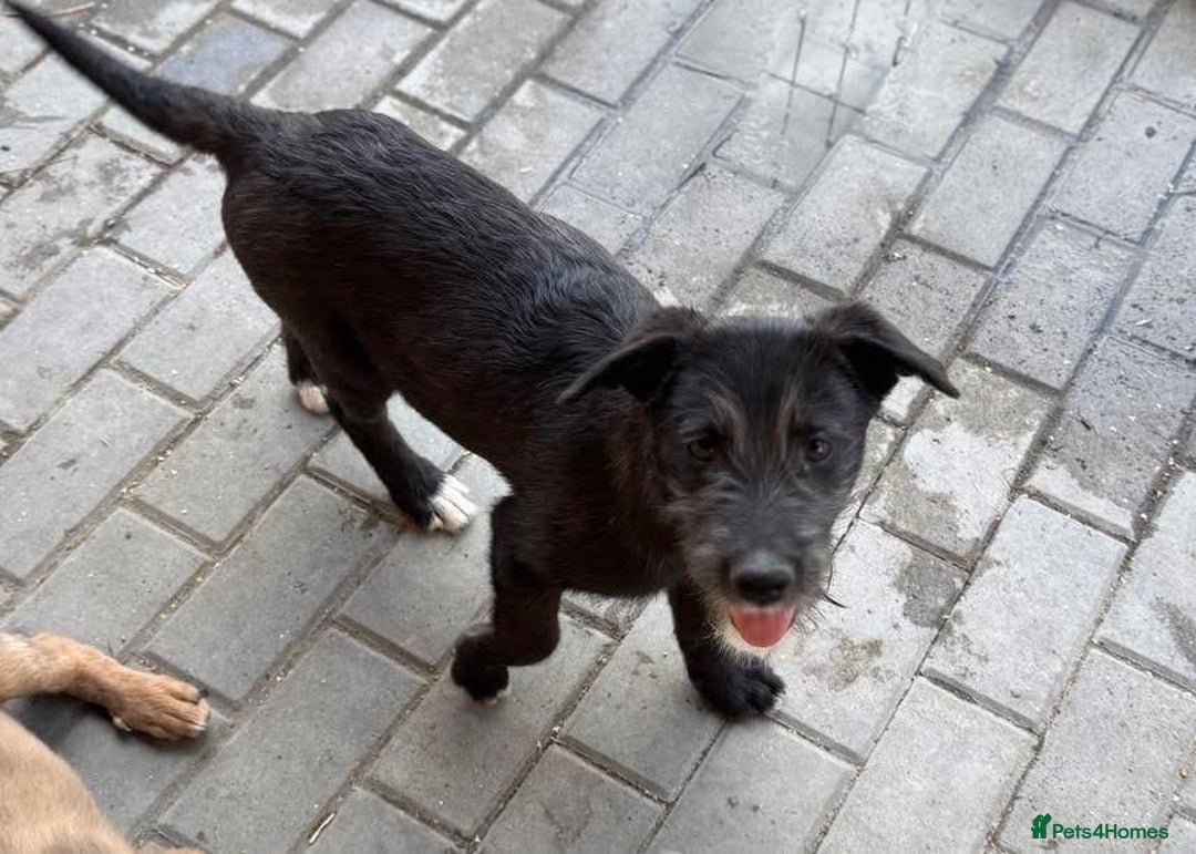 Mixed Breed dogs for adoption: LION - a Lovely young Boy, for a Loving Home - Image 2