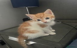 British Shorthair cats for sale: 3 beautiful kittens availble as of the 25th  - Advert 5