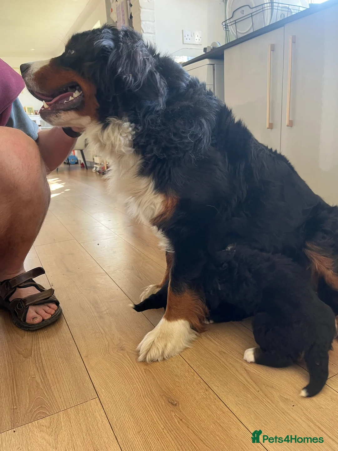 Bernese Mountain Dog dogs for sale: Bernese Mountain Dog Puppies – Family Raised - Advert 14