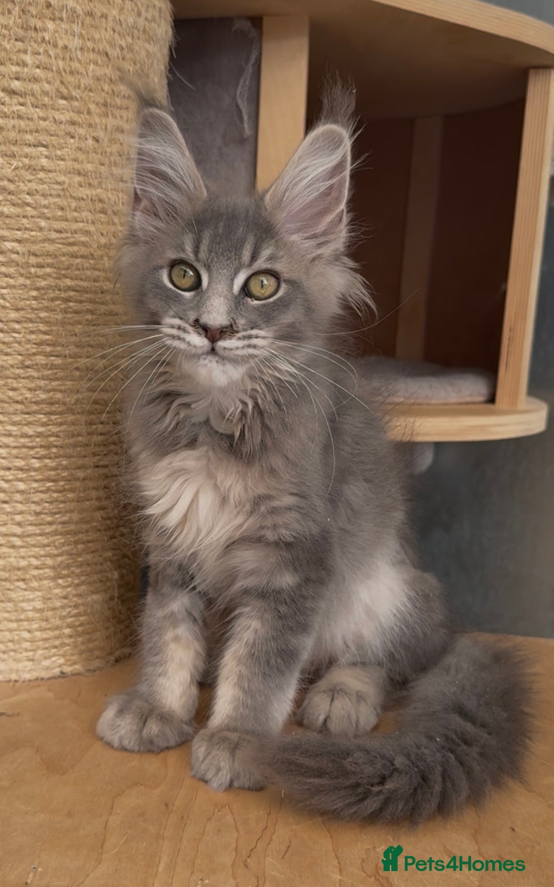 Maine Coon cats for sale: XL maine coon kittens Russia bloodlines Ready Now in Spalding - Image 15