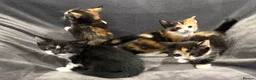 Mixed Breed cats for sale: READY NOW BOY AND GIRLS - Advert 3