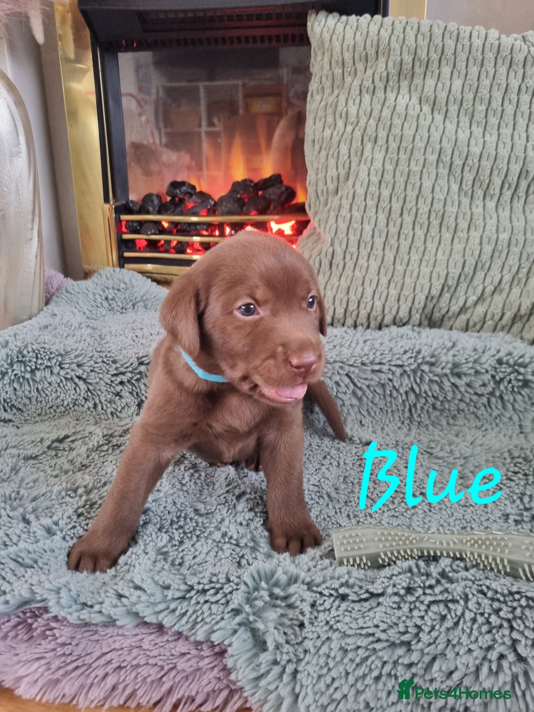 Labrador Retriever dogs for sale: Bundle of Chocolate Joy- Labrador Retrive Puppies - Image 2