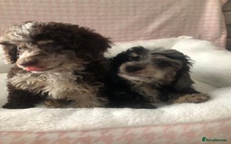 Miniature Poodle dogs for sale: ❤️🐶beautiful Merle miniature poodles girls🐶❤️ - Image 14