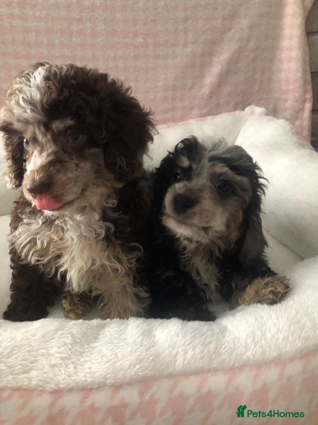 Miniature Poodle dogs for sale: ❤️🐶beautiful Merle miniature poodles girls🐶❤️ - Image 14