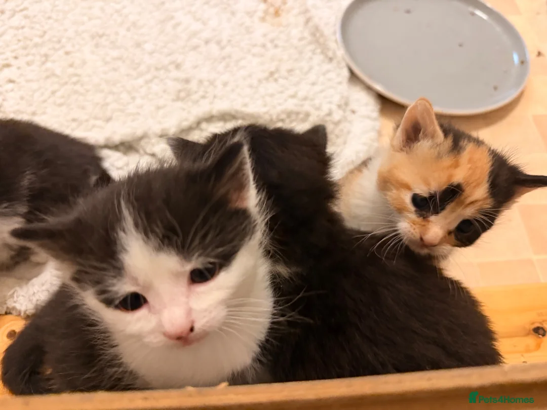 Mixed Breed cats for sale: 5 Kittens for sales  - Advert 10