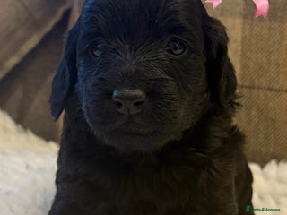 Cockapoo dogs STUNNING F2 COCKAPOO LAST GIRL REMAINING 🐶🐾💗 - Advert 11