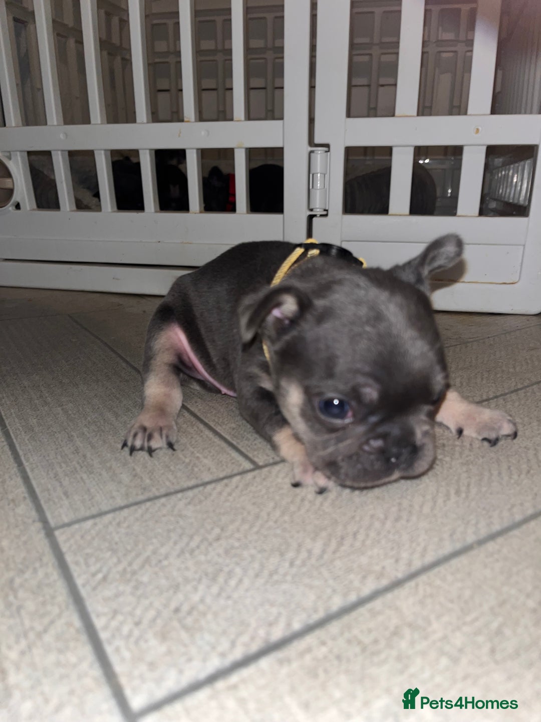 French Bulldog dogs for sale: Cutest frenchies pups  - Advert 33