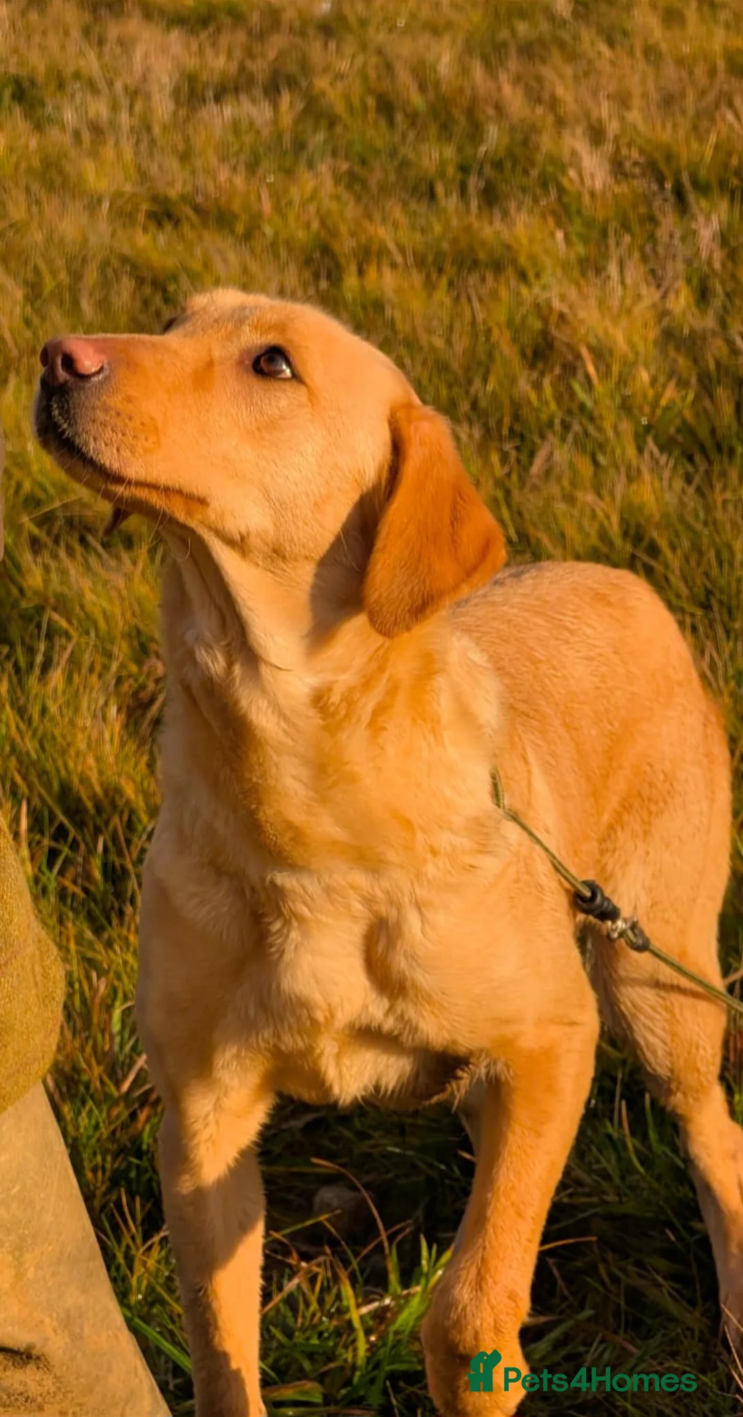 Labrador Retriever dogs for sale: 4 male black lab pups - Advert 2