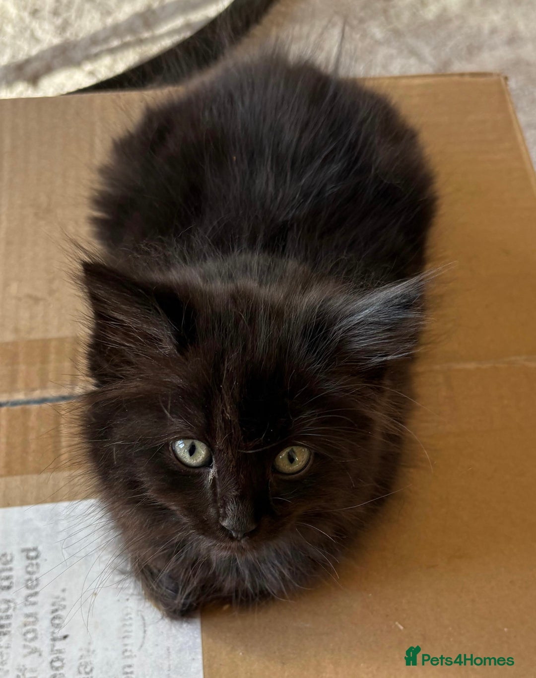 Mixed Breed cats for sale: 4 beautiful kittens ready to be rehome  - Advert 2