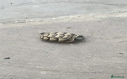 Hermann Tortoise reptiles for sale: 5 Spur Thighed Tortoises  - Image 5