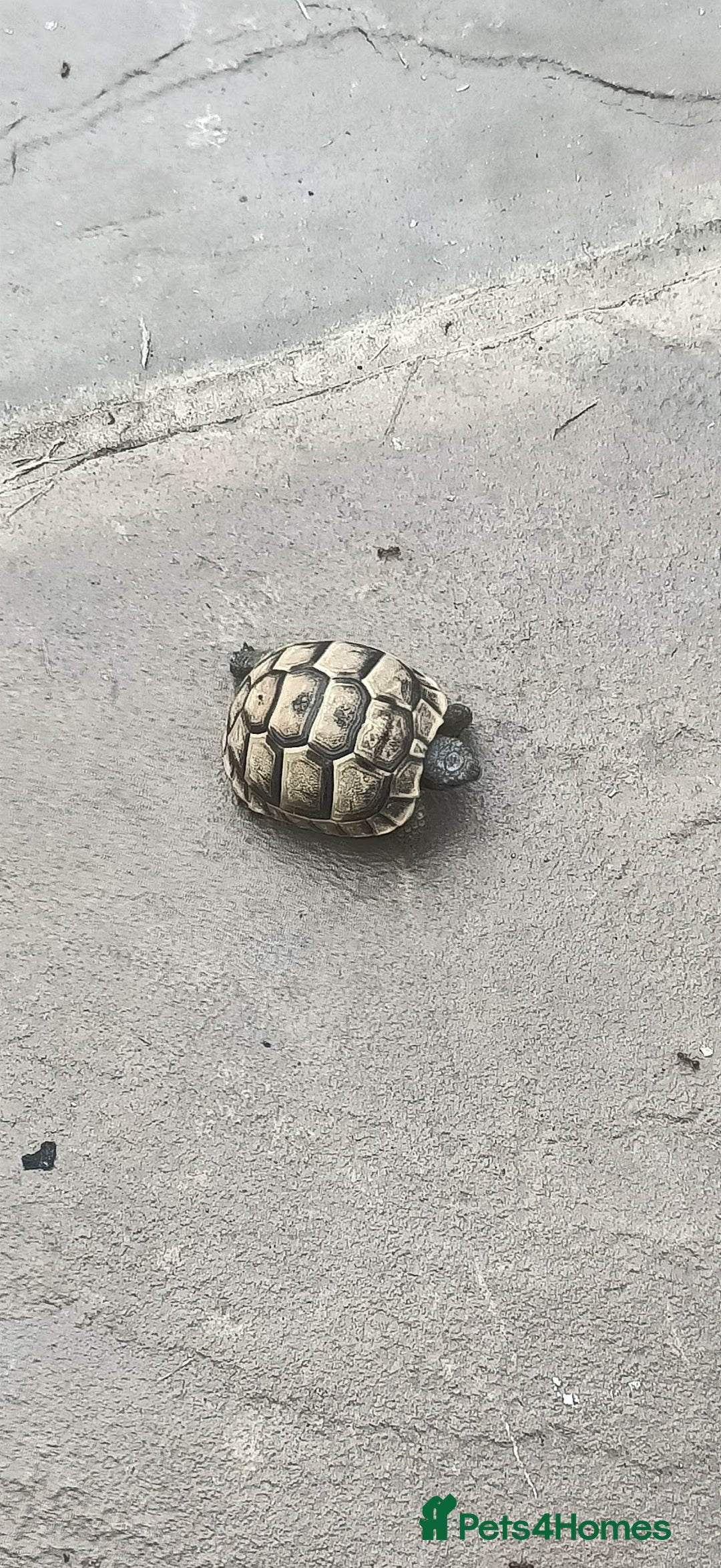 Hermann Tortoise reptiles for sale: 5 Spur Thighed Tortoises  - Image 5
