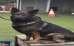 German Shepherd dogs for sale: Super Working Line German Shepherd Puppies - Image 10