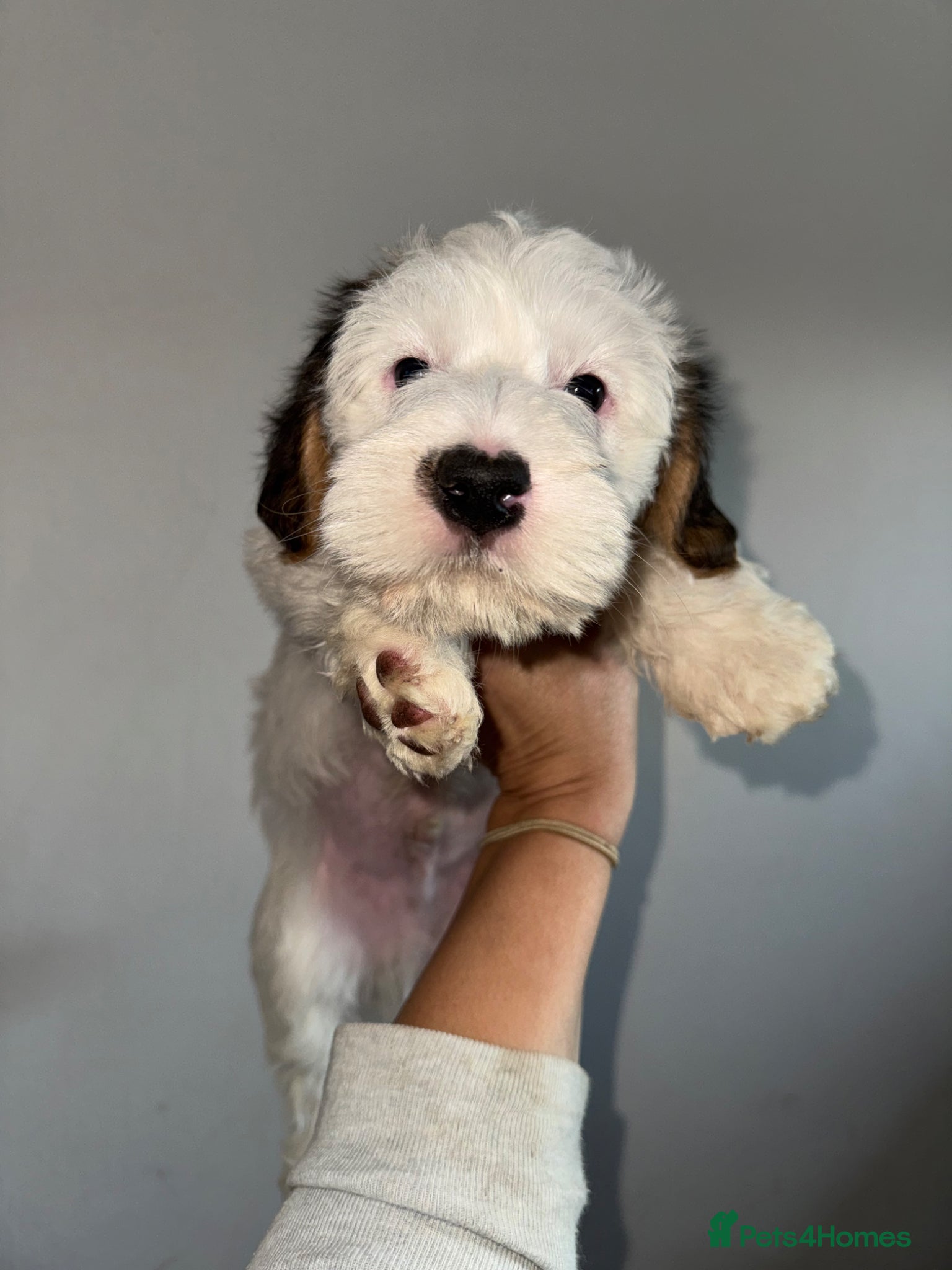 Mixed Breed dogs Sporting Lucas Terrier x Sealyham Terrier Puppies  - Advert 2
