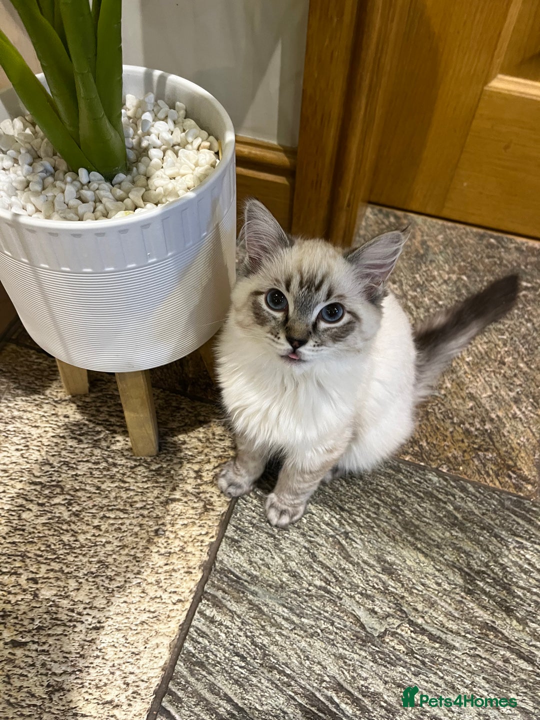 Ragdoll cats for sale: Luxury Pedigree (GCCF) Ragdoll - Advert 1