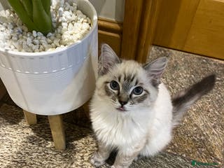 Ragdoll cats Luxury Pedigree (GCCF) Ragdoll - Advert 2