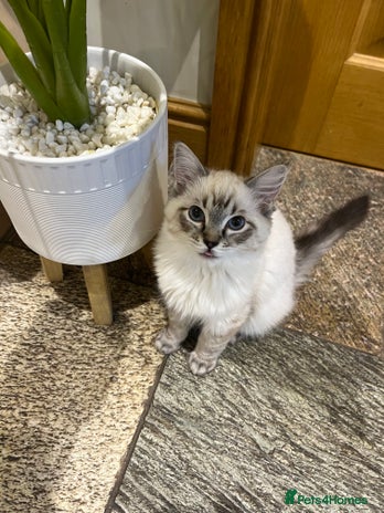 Ragdoll cats Luxury Pedigree (GCCF) Ragdoll - Advert 1