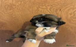 Shih Tzu dogs for sale: Girl pup shihtzu - Image 3