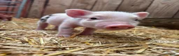 Pig livestock for sale: 4 Male Miniature Micro Pigs  - Advert 1