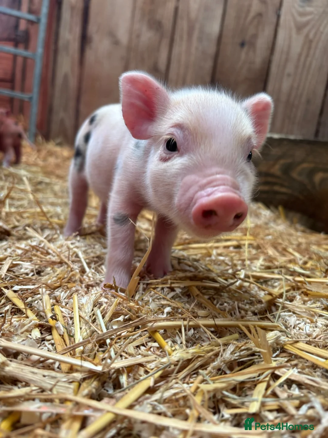 Pig livestock for sale: 4 Male Miniature Micro Pigs  - Advert 1