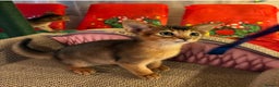 Abyssinian cats for sale: Abyssinian kittens looking for forever homes - Advert 14