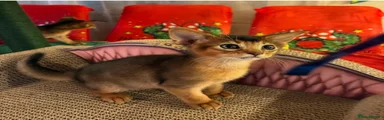 Abyssinian Kitten 2