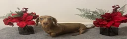 Miniature Dachshund dogs for stud: Flynn our Isabella & tan mini Daschound  - Advert 2