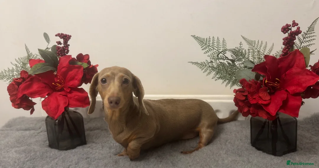 Miniature Dachshund dogs for stud: Flynn our Isabella & tan mini Daschound  - Advert 2