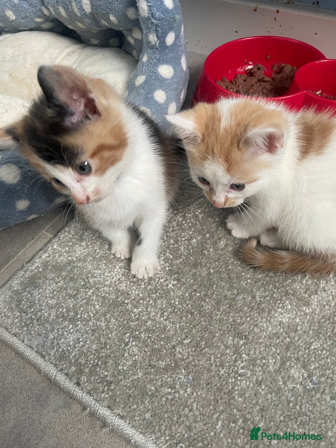 Mixed Breed cats for sale: 3 kittens 2 girls 1 boy  - Image 6