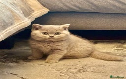 British Shorthair cats for sale: 💙GCCF MALE BSH KITTENS OUTSTANDING CHAMPION LINES - Image 5