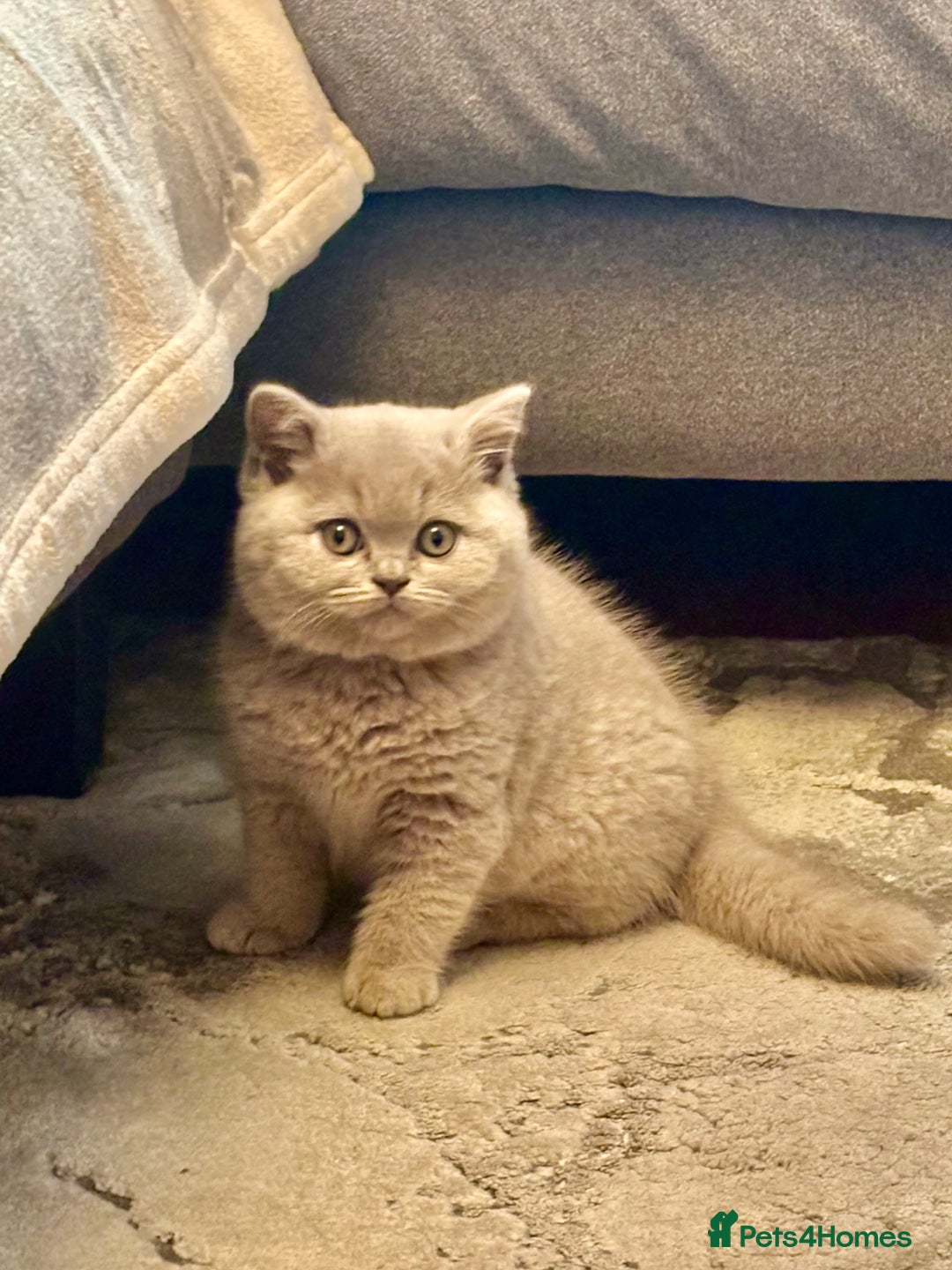 British Shorthair cats for sale: 💙GCCF MALE BSH KITTENS OUTSTANDING CHAMPION LINES - Image 5