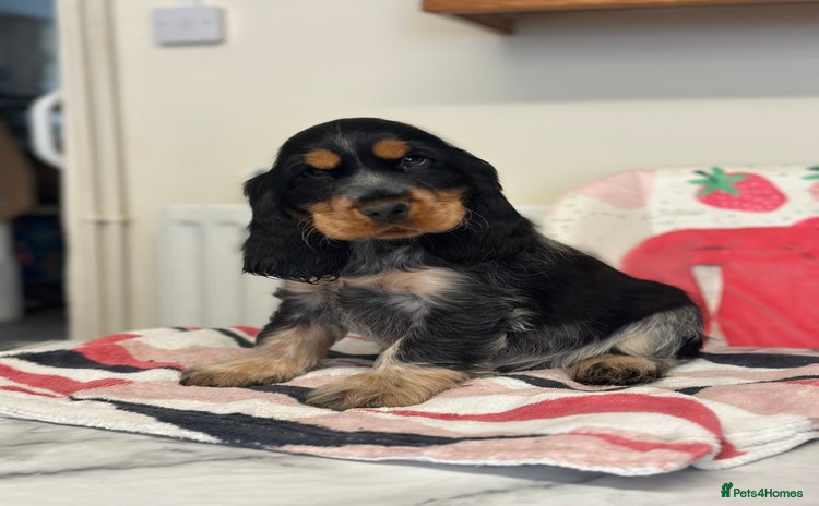 Cocker Spaniel dogs - Advert 7