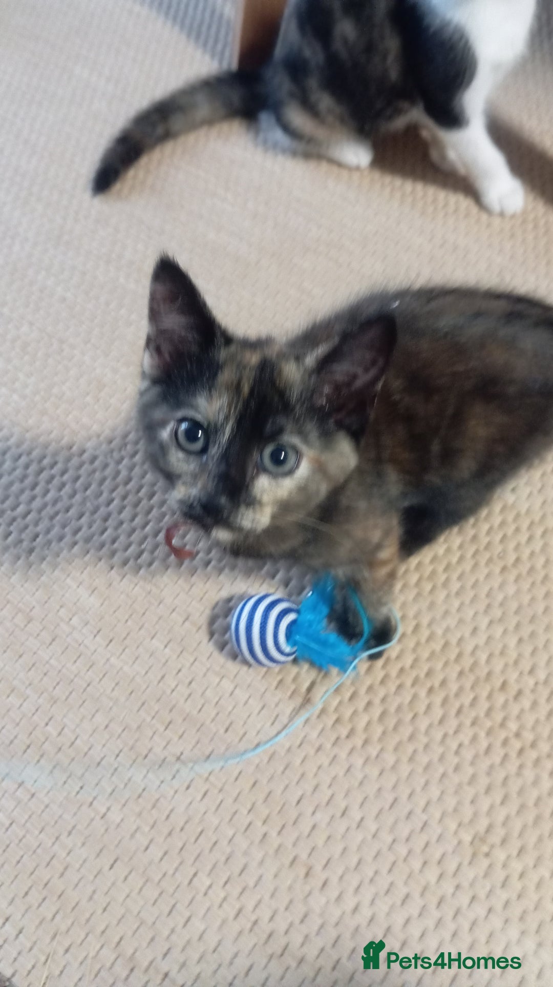 Mixed Breed cats for sale: Cute kittens - Image 15