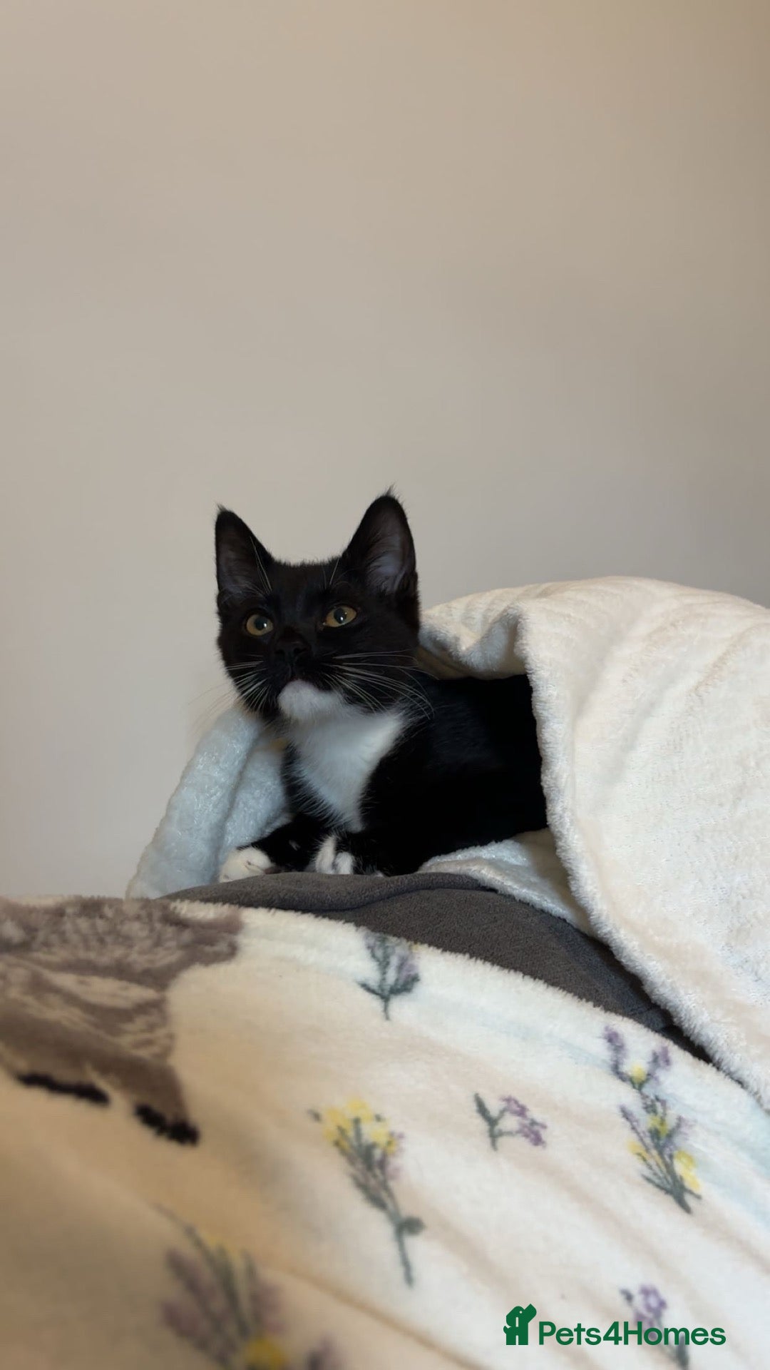 Mixed Breed cats Cat for sale. - Advert 1