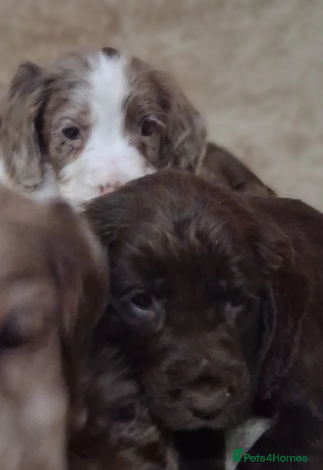 Cocker Spaniel dogs for sale: Cocker spaniel puppies - Advert 17