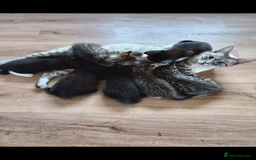 Mixed Breed cats for sale: Kittens - Image 1