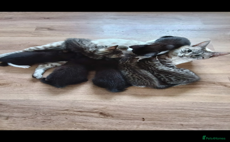 Mixed Breed cats - Advert 3