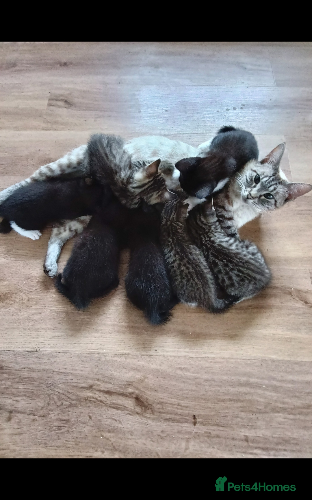 Mixed Breed cats for sale: Kittens - Image 1