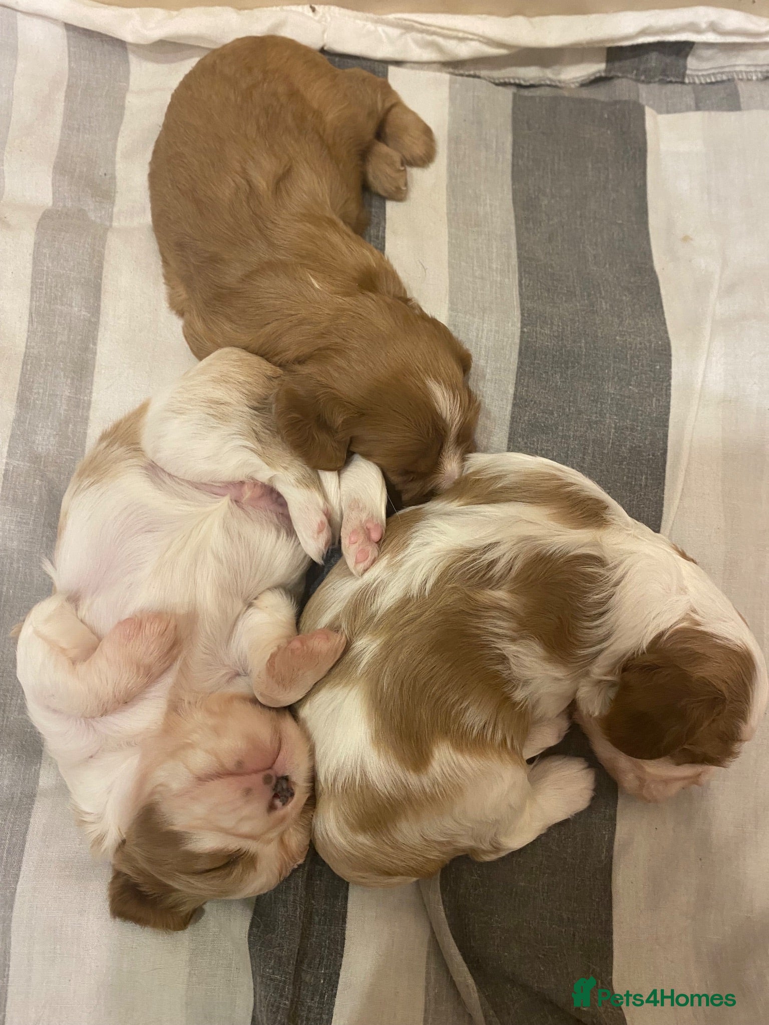 Cavalier King Charles Spaniel dogs Cavalier King Charles Spaniel - Advert 9