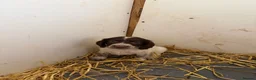 Cocker Spaniel dogs for sale: Cocker spaniel pups  - Advert 13