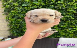 Labrador Retriever dogs for sale: Gorgeous Labrador Puppies for Sale  - Image 9