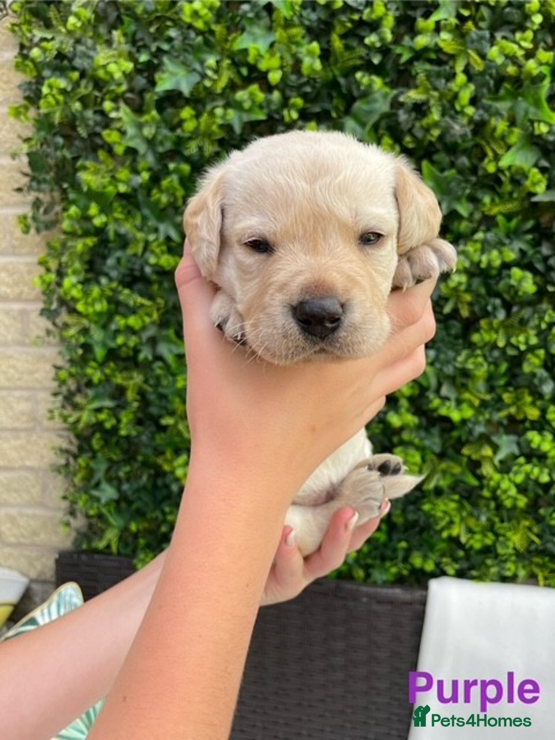 Labrador Retriever dogs for sale: Gorgeous Labrador Puppies for Sale  - Image 9