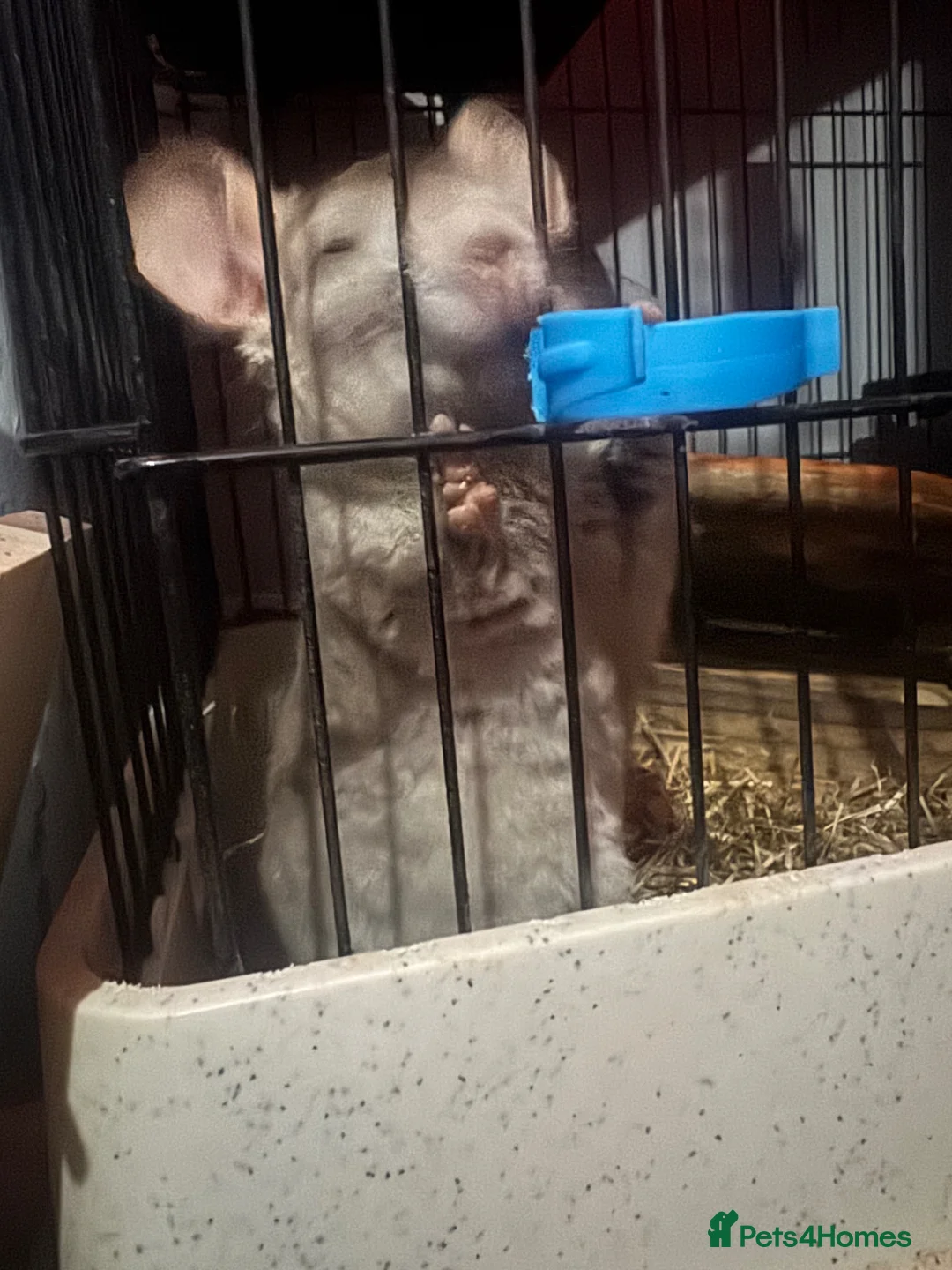 Chinchilla rodents for sale: single male chinchilla  in Cardiff - Advert 2