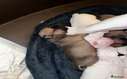 Mixed Breed dogs for sale: Bulldach Puppies - Image 12